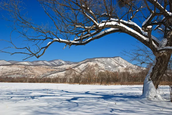 Lonely tree in snow — Stock Photo, Image