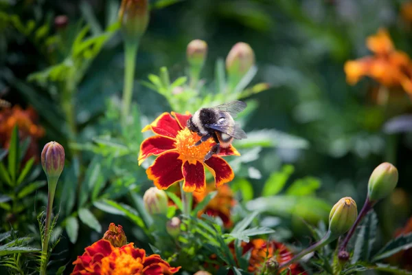 蓬松的条带化大黄蜂 — 图库照片