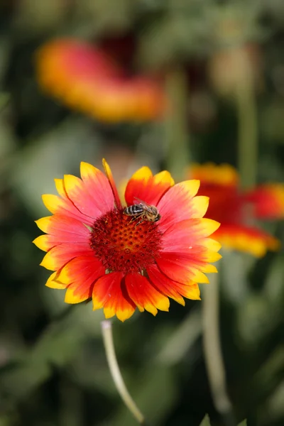 Flor con una abeja rayada —  Fotos de Stock