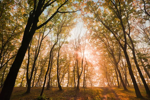 Az őszi erdőben — Stock Fotó