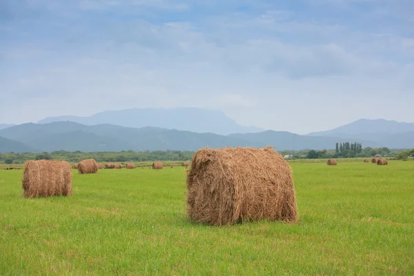 Neat haystacks — Stock Photo, Image