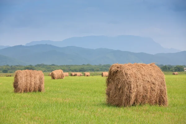 Field landscape with haystack — Stock Photo, Image