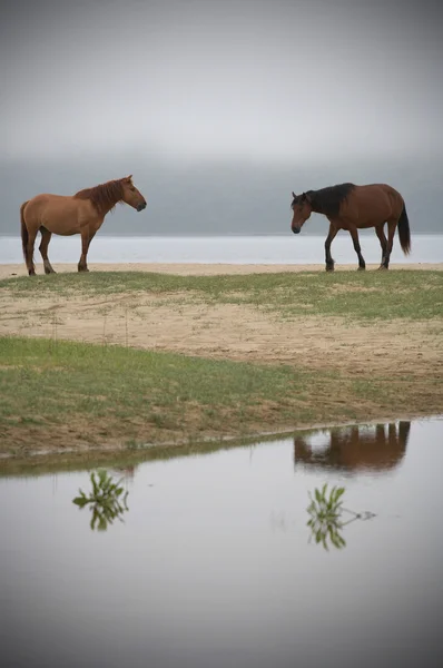 Reflejo místico de dos caballos en el lago — Foto de Stock