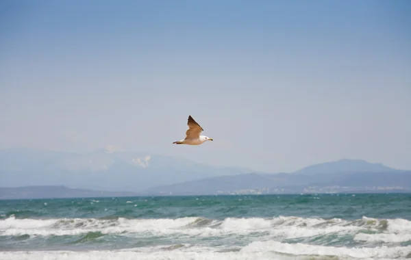 Deniz-kıyı ve martılar — Stok fotoğraf