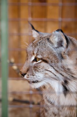 Zoo vahşi hayvan hücrelerinde oturuyor