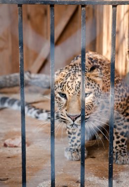 Zoo vahşi hayvan hücrelerinde oturuyor