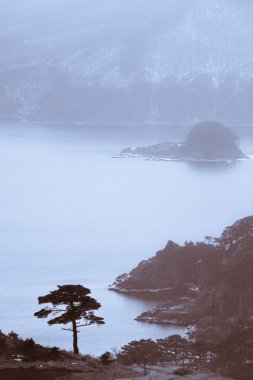 güzel kış deniz manzarası ile yaprak dökmeyen sedir