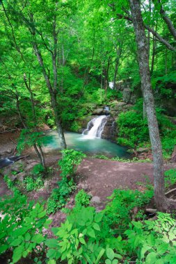 vahşi manzara, güzel nehir