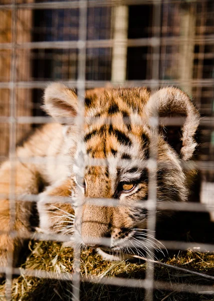 stock image Wild animals in the zoo are sitting in cells