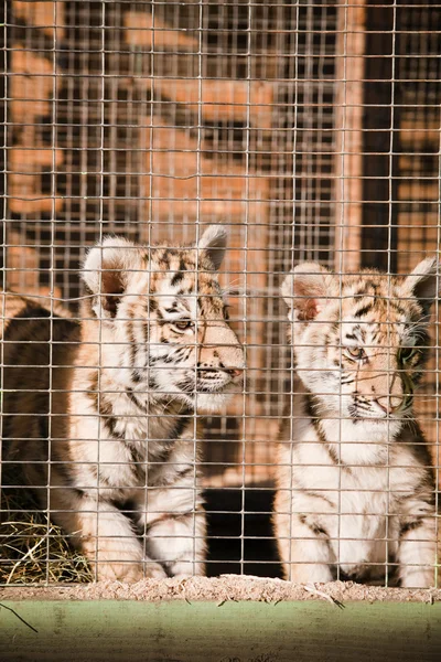 Безпосередній маленький смугастий тигр в клітці — стокове фото