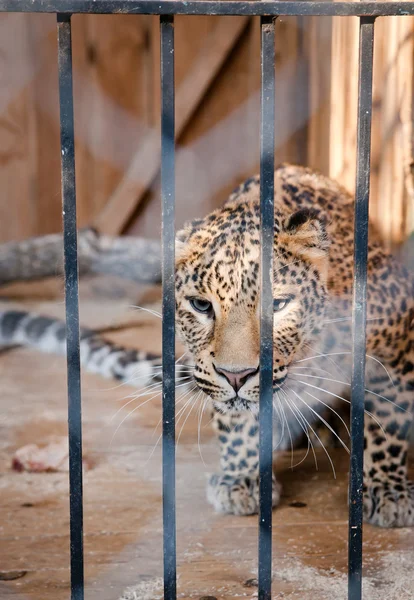 Wild leopard incarcerated in a cell