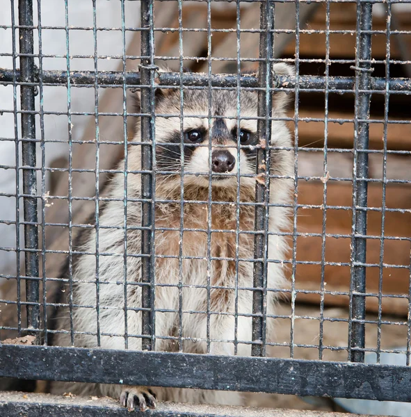 Stock image Raccoon locked up in a black box