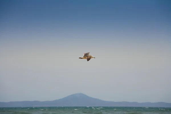 Одинокий Птах Нависає Небі — стокове фото