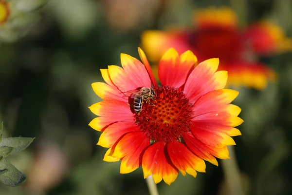 与带区卷的蜂朵美丽的花 — 图库照片