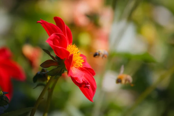 Цветок и две пчелы — стоковое фото