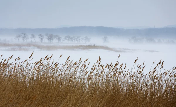Foggy Landscape Dry Feather Wind — Stock Photo, Image