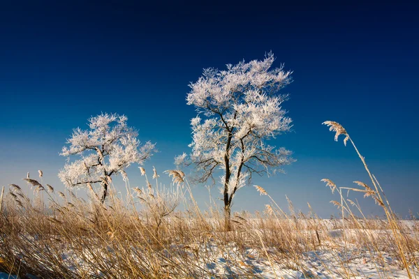 Paesaggio Selvaggio Alberi Invernali — Foto Stock