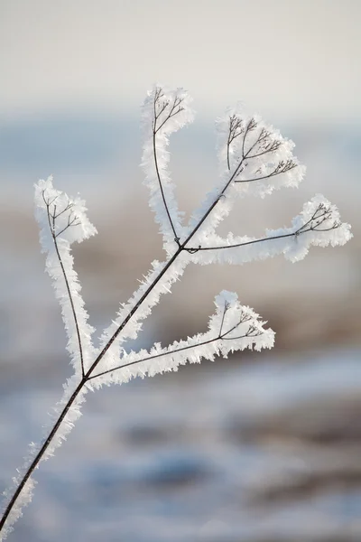 Grashalm im Frost — Stockfoto