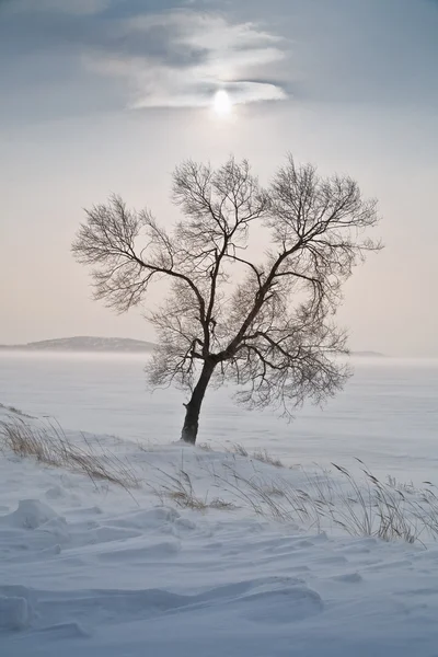 Osamělý Strom Uprostřed Ledové Zasněžené Pole — Stock fotografie