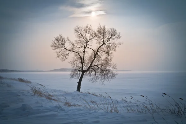 Osamělý Strom Uprostřed Ledové Zasněžené Pole — Stock fotografie