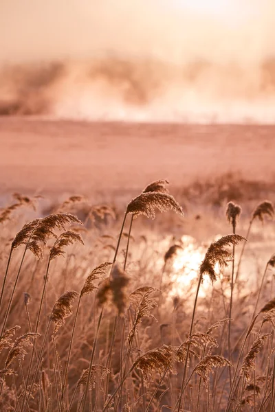 stock image Beautiful winter nature of the Primorsky Territory, Vladivostok, Russia