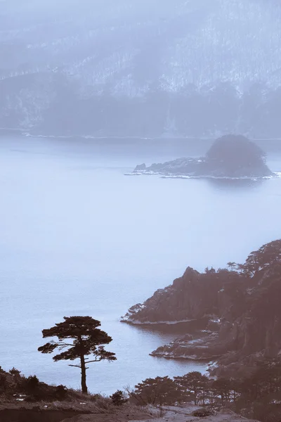 Bela paisagem marinha de inverno com cedro sempre verde — Fotografia de Stock
