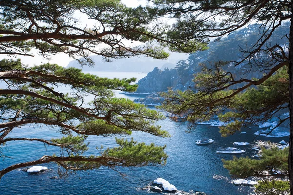 stock image Beautiful seascape with evergreen boughs of cedar