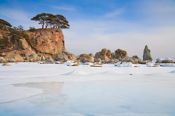 Piękne zimowe skalista seascape z wiecznie zielone sosny — Zdjęcie stockowe