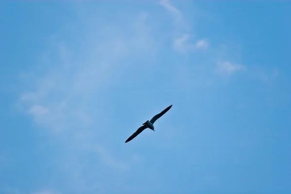 Yalnız kuş havada asılı — Stok fotoğraf