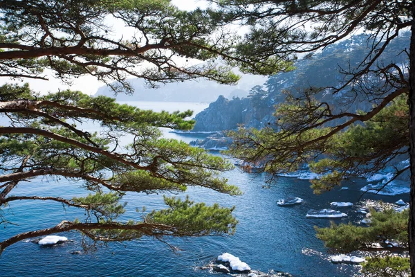 Wunderschöne Meereslandschaft mit immergrünen Zedernzweigen lizenzfreie Stockfotos