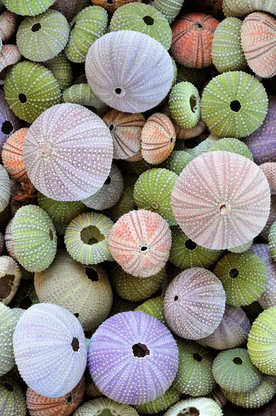 Коллекция разноцветных раковин морских ежей — стоковое фото