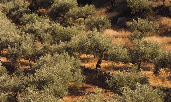Оливкове дерево поля — стокове фото