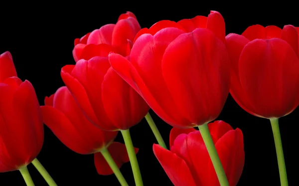 Tulipanes rojos — Foto de Stock
