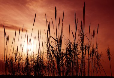 Reeds aganst a red sky clipart