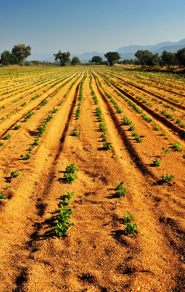 Explotación vegetal — Foto de Stock