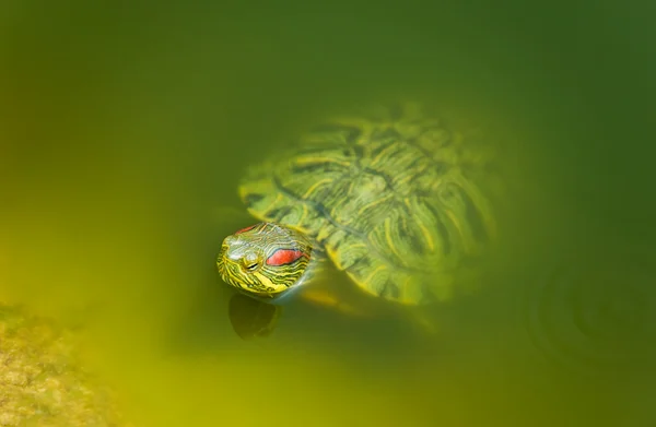 Пресноводная черепаха — стоковое фото