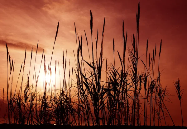 Reeds aganst um céu vermelho — Fotografia de Stock
