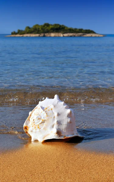 Concha na praia do Mediterrâneo — Fotografia de Stock