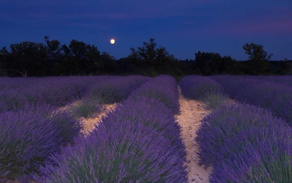 Лавандовое поле в Провансе под лунным светом — стоковое фото