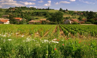 Beaujolais vineyard clipart