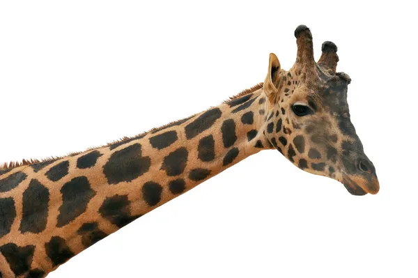 Girafa cabeça contra fundo branco — Fotografia de Stock