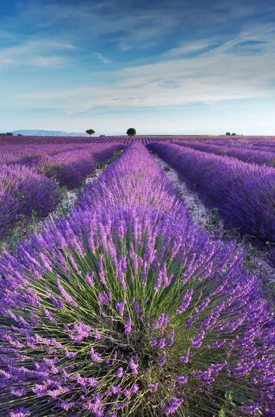 Lavendel fält i provence under de tidiga timmarna av morgonen — Stockfoto