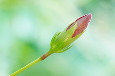 Hibiscus bud clipart