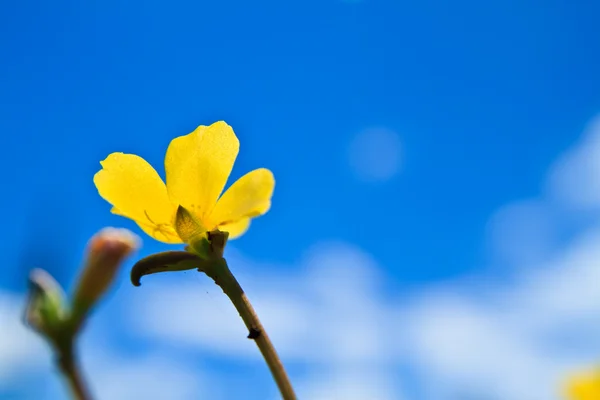 stock image Yellow flower