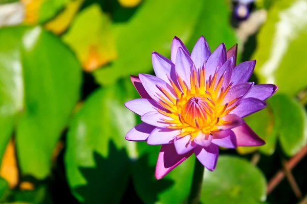 紫莲花 — 图库照片