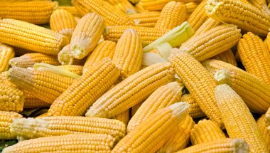 Fresh Organic Ripe Corns At A Street Market In Istanbul, Turkey. clipart