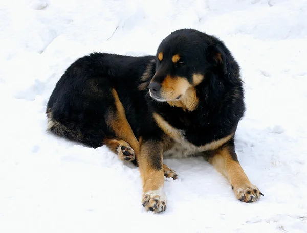 Duży Pies Śniegu Zimie — Zdjęcie stockowe