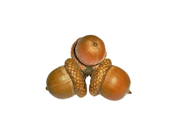 Three acorn of oak isolated on white background — Stock Photo, Image