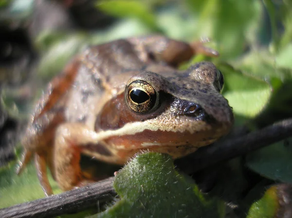 Stock image The Toad