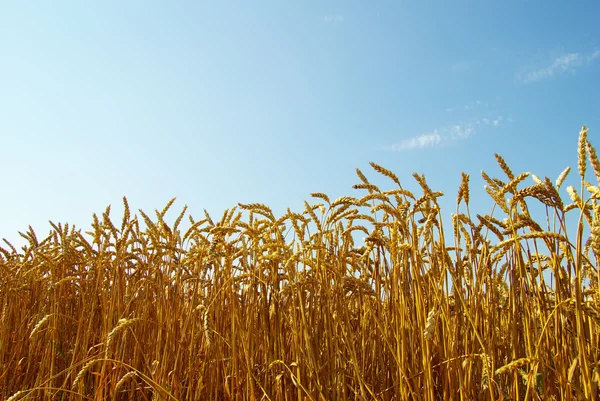 Пшениця і блакитне небо — стокове фото
